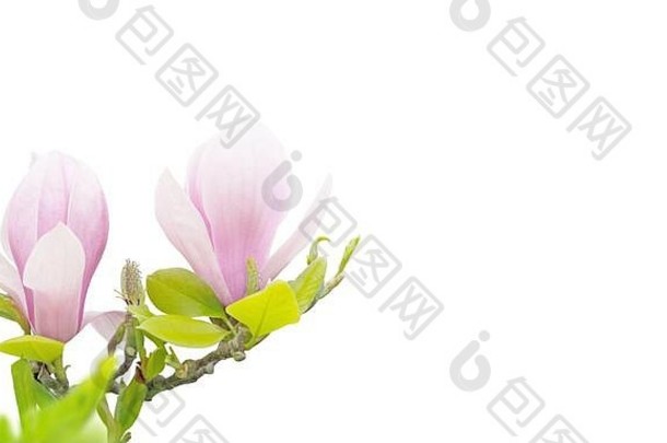粉红色的木兰百合花花角落里孤立的白色