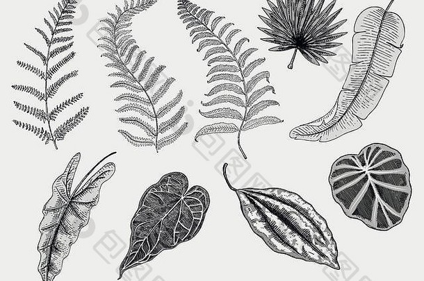 刻手画热带异国情调的叶子孤立的叶古董植物monstera蕨类植物棕榈香蕉植物学集