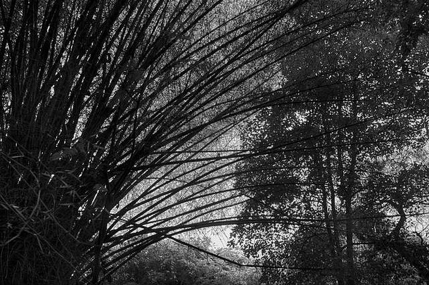 怪异的格罗夫高竹子树黑色的白色