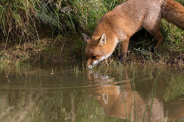 红色的狐狸狐狐关闭肖像脸身体长草池塘反射德文郡英格兰秋天