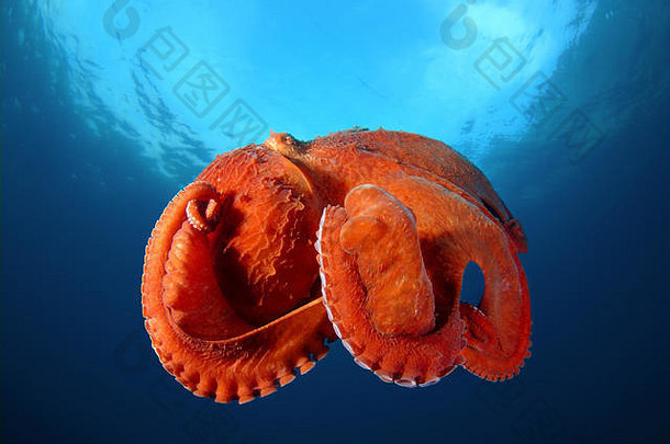 巨大的太平洋章鱼北太平洋巨大的章鱼enteroctopusdofleini游泳<strong>蓝色</strong>的水北太平洋海洋