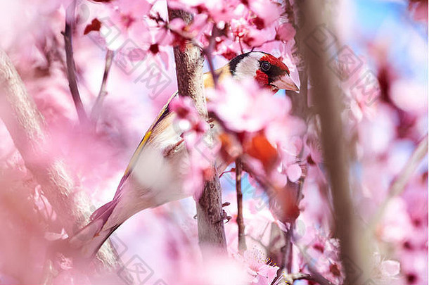 欧洲金翅雀卡杜埃利斯卡杜埃利斯坐着樱桃树分支开花