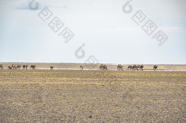 群大夏的骆驼移动巨大的戈壁沙漠景观