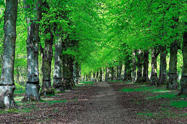 常见的石灰树大道蒂利亚寻常的矮脚长耳猎犬公园诺丁汉郡英格兰英国