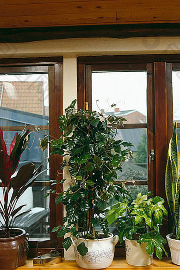 特写镜头绿色室内植物锅窗台上