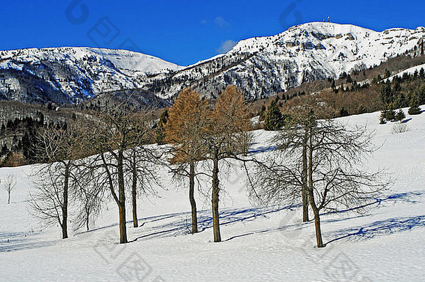 树白色山冬天