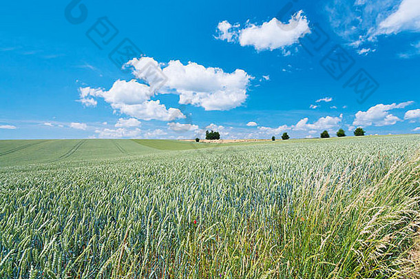 夏天小麦国家场法国