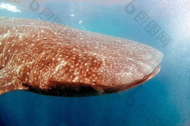 鲸鱼鲨鱼犀牛typus喂养浮游生物