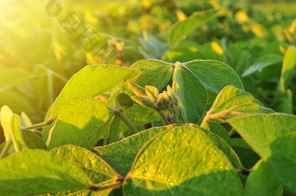 关闭大豆植物温暖的早期早....光