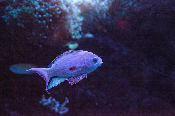 粉红色的闪光濑鱼帕拉奇利努斯carpenteri游泳海洋礁