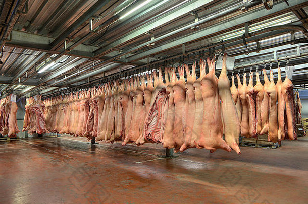 冻猪尸体挂钩子红色的肉存储冷存储房间