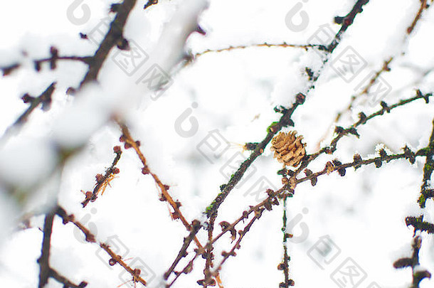 小干落叶松锥棕色（的）分支机构覆盖厚层白色新鲜的毛茸茸的雪简约风格冷冬天一天1月