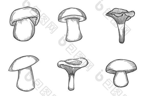 白色真菌雕刻手画插图