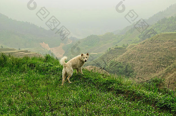 狗陪同拖拉机美丽的大米梯田jinkeng在那儿广西自治地区中国