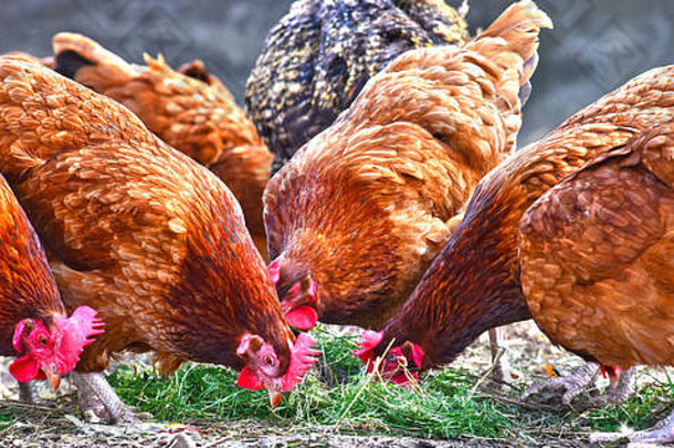 鸡传统的免费的范围家禽农场
