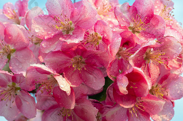 日本樱桃樱花开花花嫩枝自然背景美丽的春天精致的温柔概念背景