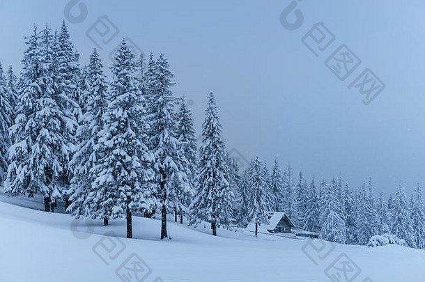 平静冬天场景冷杉覆盖雪站雾美丽的风景边缘森林快乐一年
