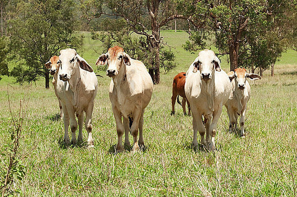 群<strong>牛肉</strong>牛牛农田绿色场肉生产农业澳大利亚