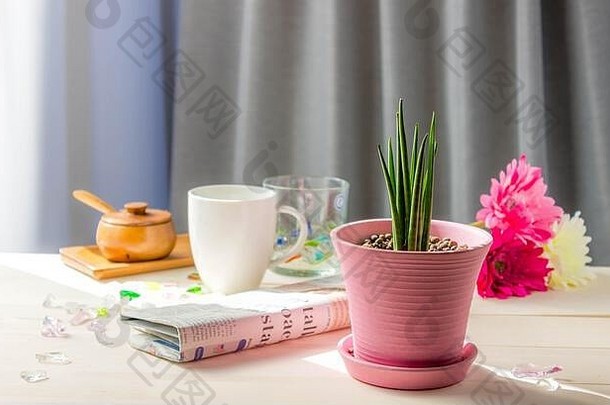 bacularis美丽的美植物学打破早餐明亮的咖啡馆咖啡杯圆柱体一天装饰设计桌子上喝花新鲜玻璃绿色首页
