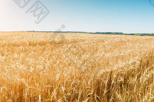 图像夏天耳朵小麦