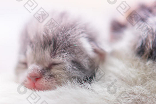 可爱的新生儿小猫睡觉婴儿动物睡眠一天生活特写镜头脸肖像