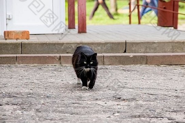 黑色的猫走沥青关闭