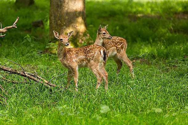 年轻的蹒跚学步的小鹿休耕的鹿孩子们玩绿色草地草原森林夏天