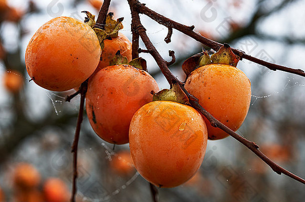 水果成熟的柿子挂树秋天
