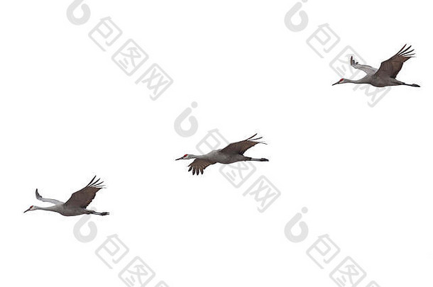 沙丘鹤起重机传播翅膀飞白色背景