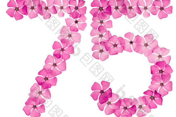 数字<strong>七</strong>十年自然粉红色的花小长春花孤立的白色背景