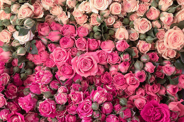 粉红色的玫瑰花束市场