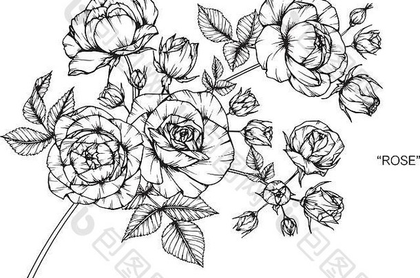 玫瑰花画插图黑色的白色行艺术