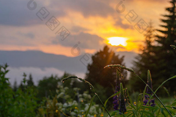 神奇的日落山村平静色彩斑斓的背景山植物模糊温暖的日落