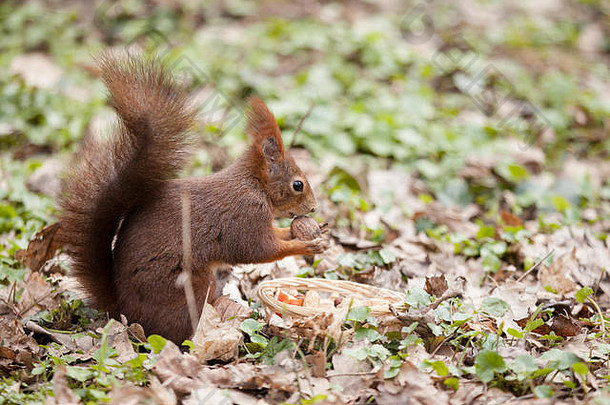 欧亚红松鼠（Sciurus vulgaris），长有核桃