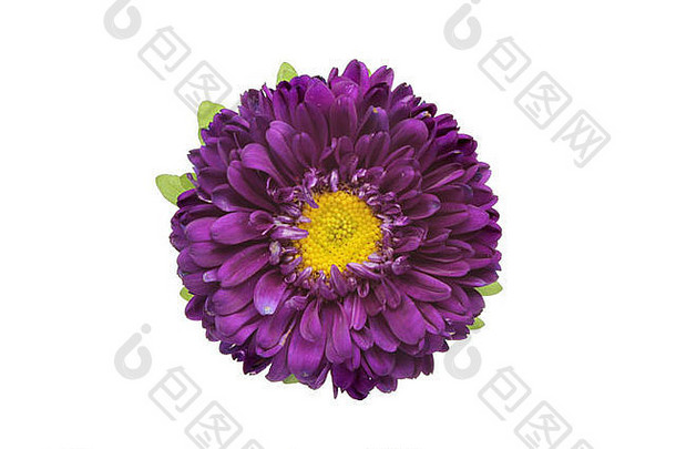 深紫色雏菊花，与白色隔离