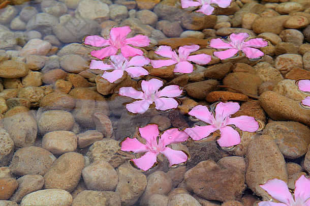 夹竹桃粉红色的花浮动自然滚动石头湖河