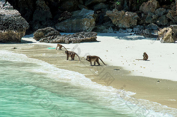 阳光明媚的日子里，猴子们在海滩上玩耍