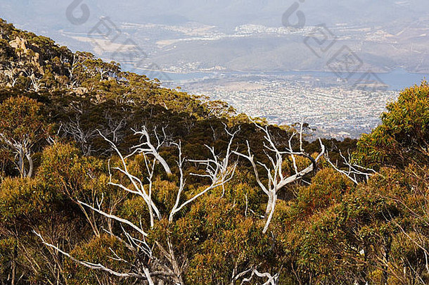 澳大利亚塔斯马尼亚霍巴特火山景观城市视图山惠灵顿