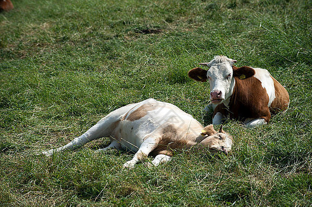 两头母牛躺在草地上