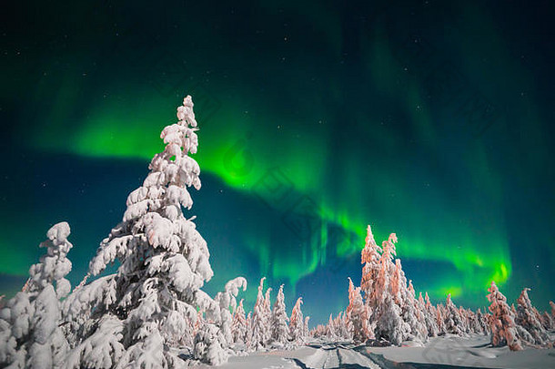 有森林和极地北极光的冬夜景观。拉普兰、挪威树木和针叶树