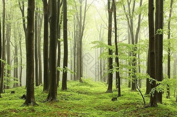 波兰南部山区的春季山毛榉林。