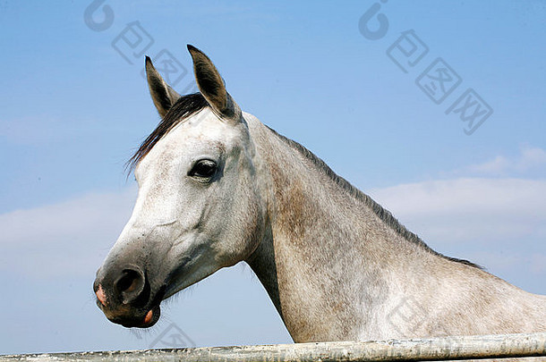 一匹美丽的阿拉伯灰马的肖像。夏季围场中一匹灰色阿拉伯马的特写镜头
