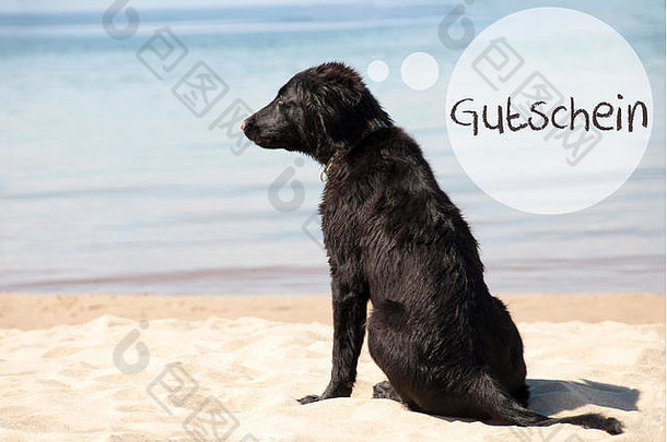 沙滩上的狗，Gutschein是指<strong>代金券</strong>