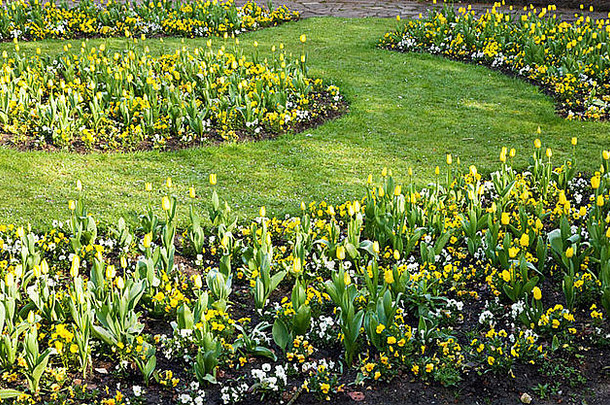 正式的春天花床黄色的郁金香三色紫罗兰小镇花园斯文顿威尔特郡英格兰