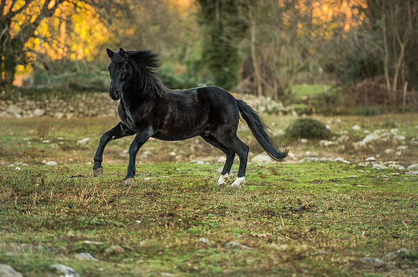 西班牙埃斯特雷马杜拉的杰特，一匹黑马在牧场上自由奔跑。