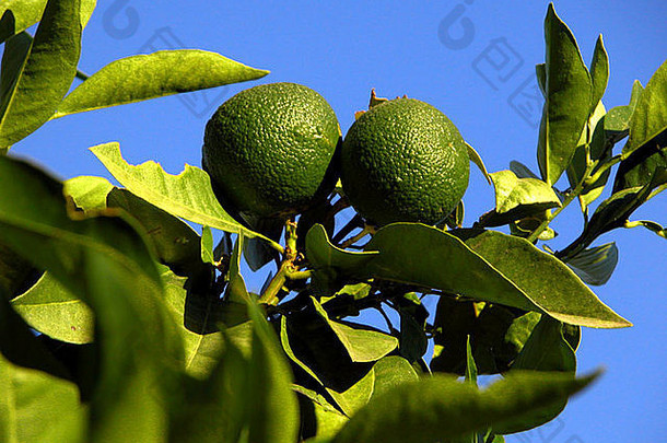 绿色生橙子日益增长的树科斯塔的溶胶西班牙3月