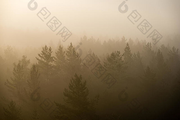 全景视图有雾的森林雄伟的日出树地平线光射线镜头耀斑效果