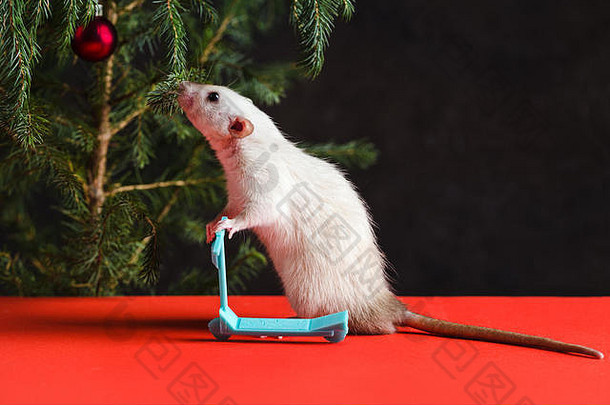 快乐一年圣诞节作文真正的老鼠象征一年老鼠迷你踏板车圣诞节树玩具