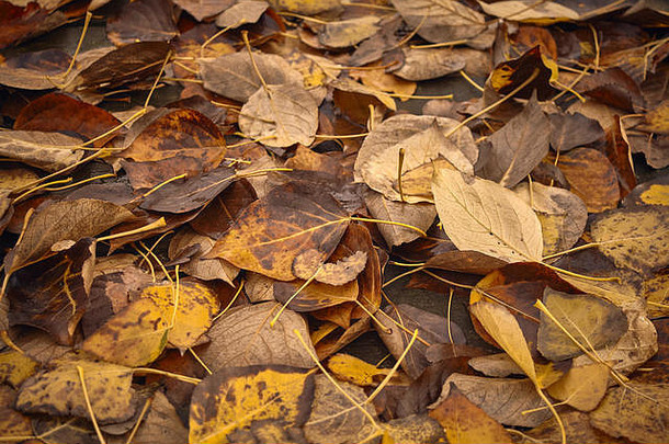 腐烂的叶子时间通过概念颜色爽肤水应用