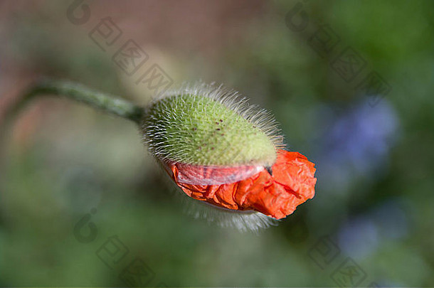 一朵花刚刚绽放，红色的花瓣刚刚从花蕾的外壳中探出。